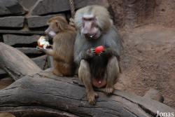 Zoo Köln