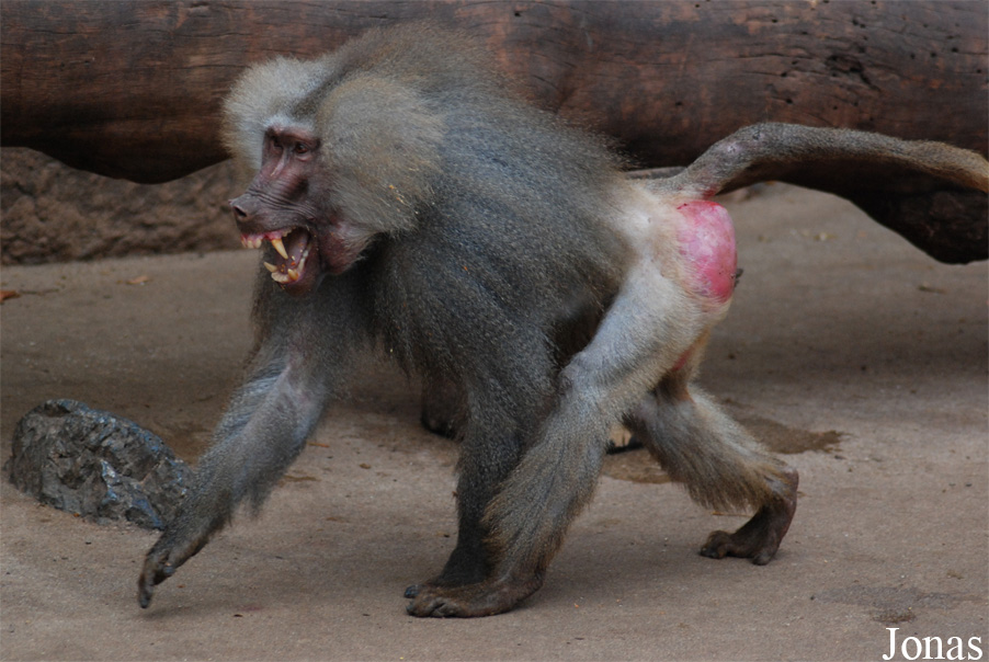 Zoo Köln