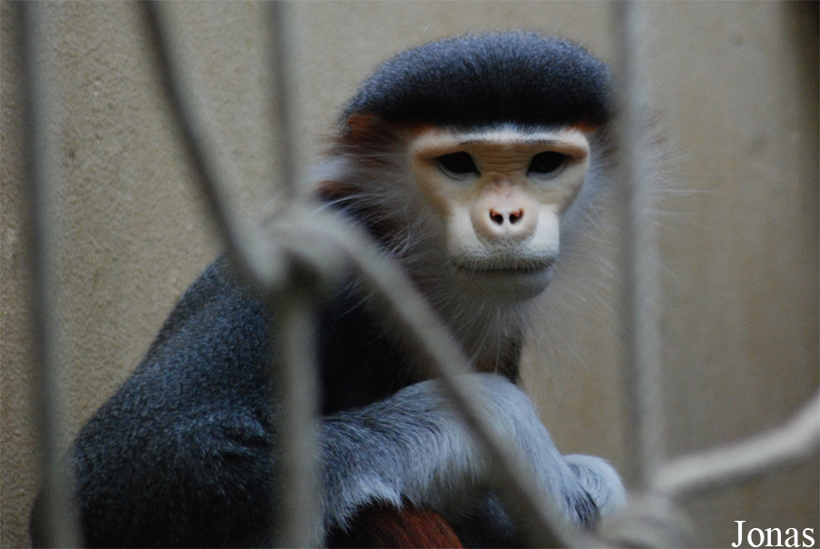 Zoo Köln