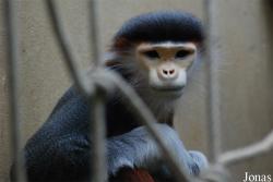 Zoo Köln