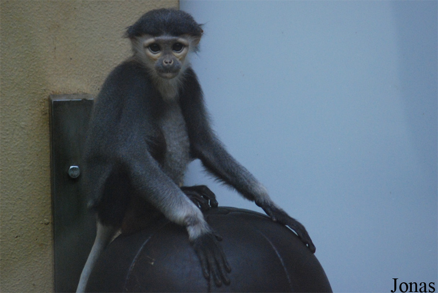 Zoo Köln