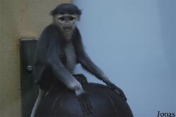 Zoo Köln