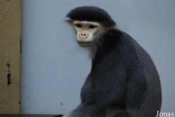 Zoo Köln