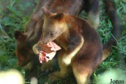 Krefelder Zoo