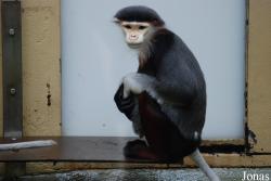 Zoo Köln