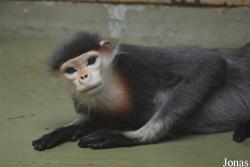 Zoo Köln