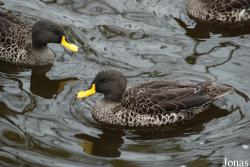 Zoo Köln