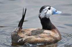Oxyura leucocephala