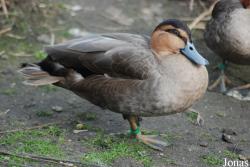 Zoo Köln