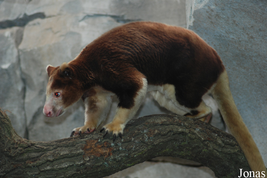 Zoo Köln