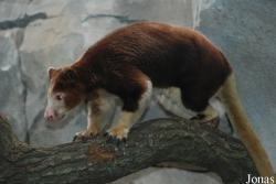 Dendrolagus matschiei