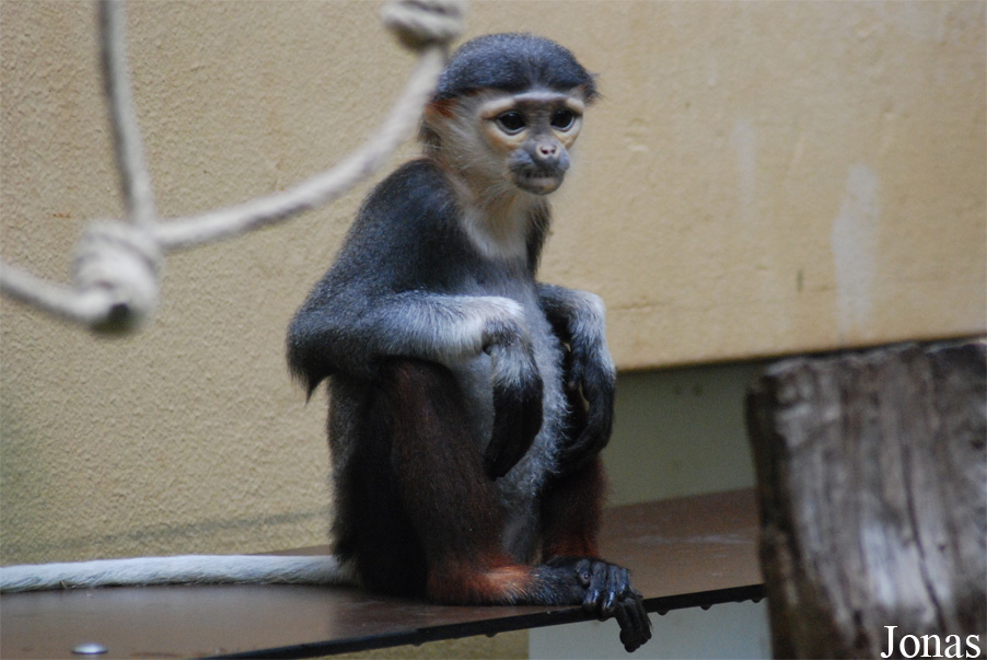 Zoo Köln