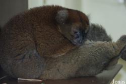 Zoo Köln
