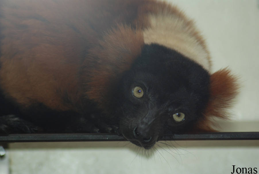 Zoo Köln