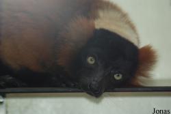 Zoo Köln
