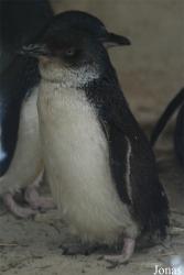 Zoo Köln