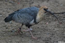 Zoo Köln