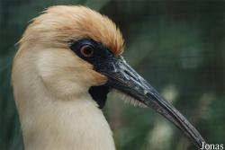 Theristicus melanopis