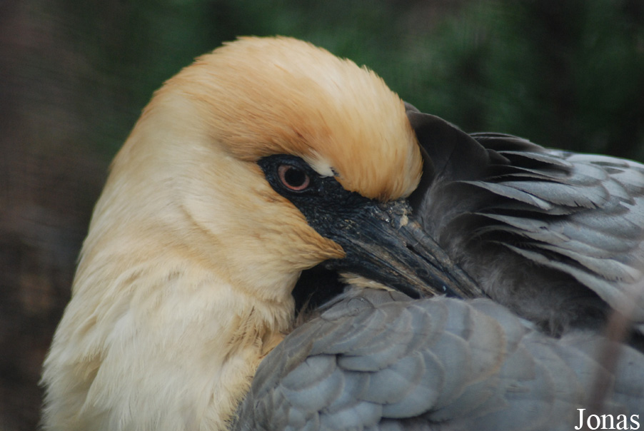Zoo Köln
