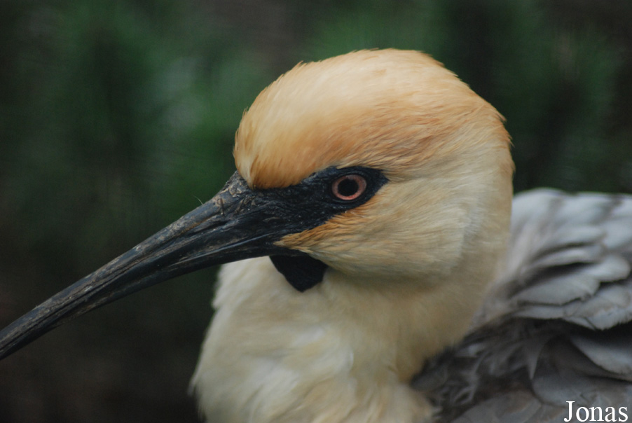Zoo Köln