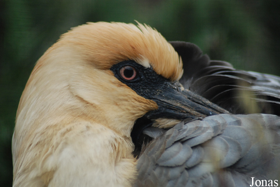 Zoo Köln