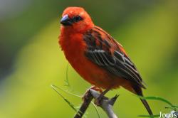 Foudia madagascariensis