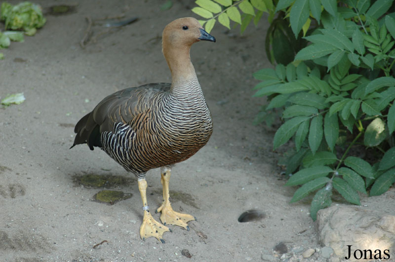 Krefelder Zoo