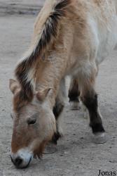 Zoo Köln