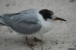 Sterna hirundo hirundo