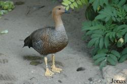 Chloephaga rubidiceps