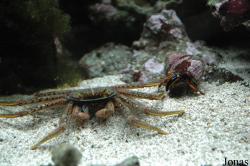 Calcinus sp.