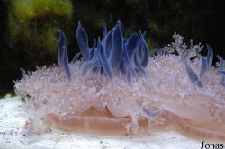 Scyphozoa