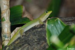 Phelsuma laticauda