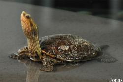Mauremys sinensis
