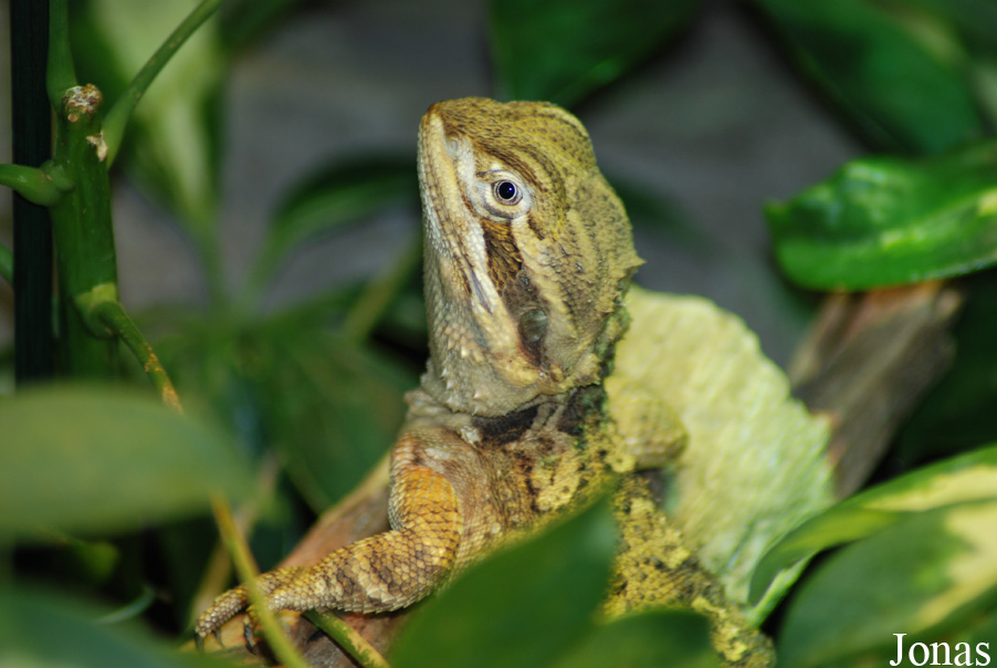 Zoo Köln