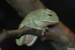 Zoo Köln