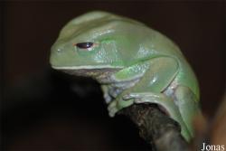 Phyllomedusa boliviana