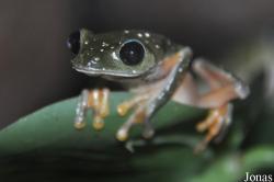 Phyllomedusinae