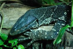 Varanus ornatus