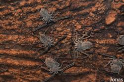 Amblypygi