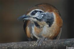 Solinger Vogel- und Tierpark