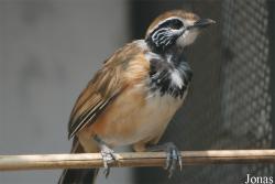 Pterorhinus pectoralis