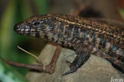 Gerrhosaurus validus