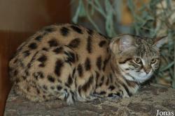 Felis nigripes