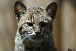 Leopardus geoffroyi