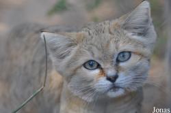 Felis margarita harrisoni