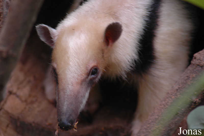 Krefelder Zoo