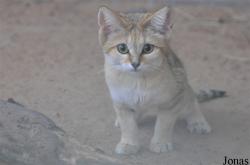 Felis margarita