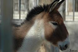 Equus kiang