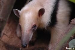 Tamandua tetradactyla